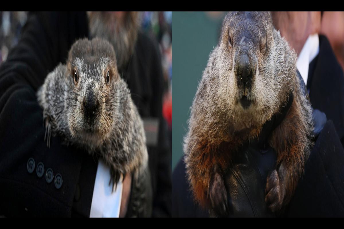 When Will the Groundhog Appear in 2024? Did the Groundhog Spot Its