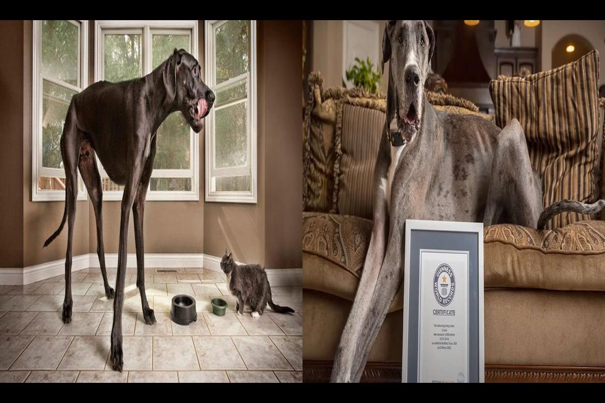 Tribute to Zeus - The Tallest Dog in the World
