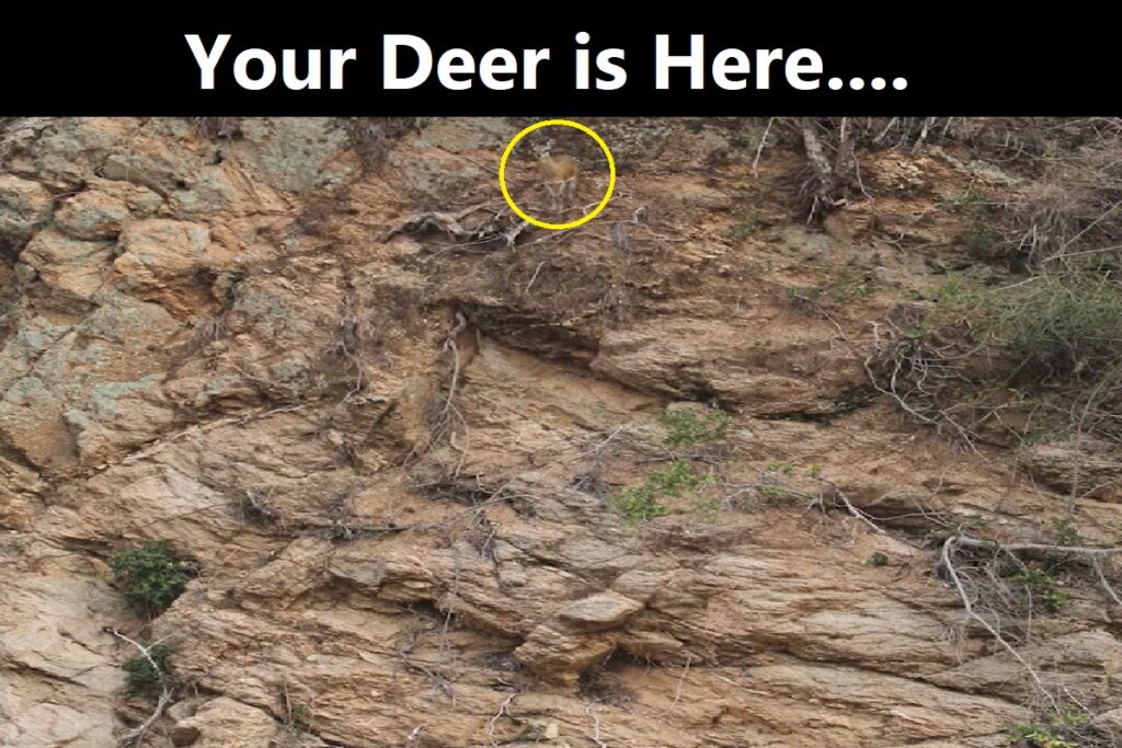 Visual Test Challenge: Only 5% People Can Spot The Deer in This Image within 5 Secs…