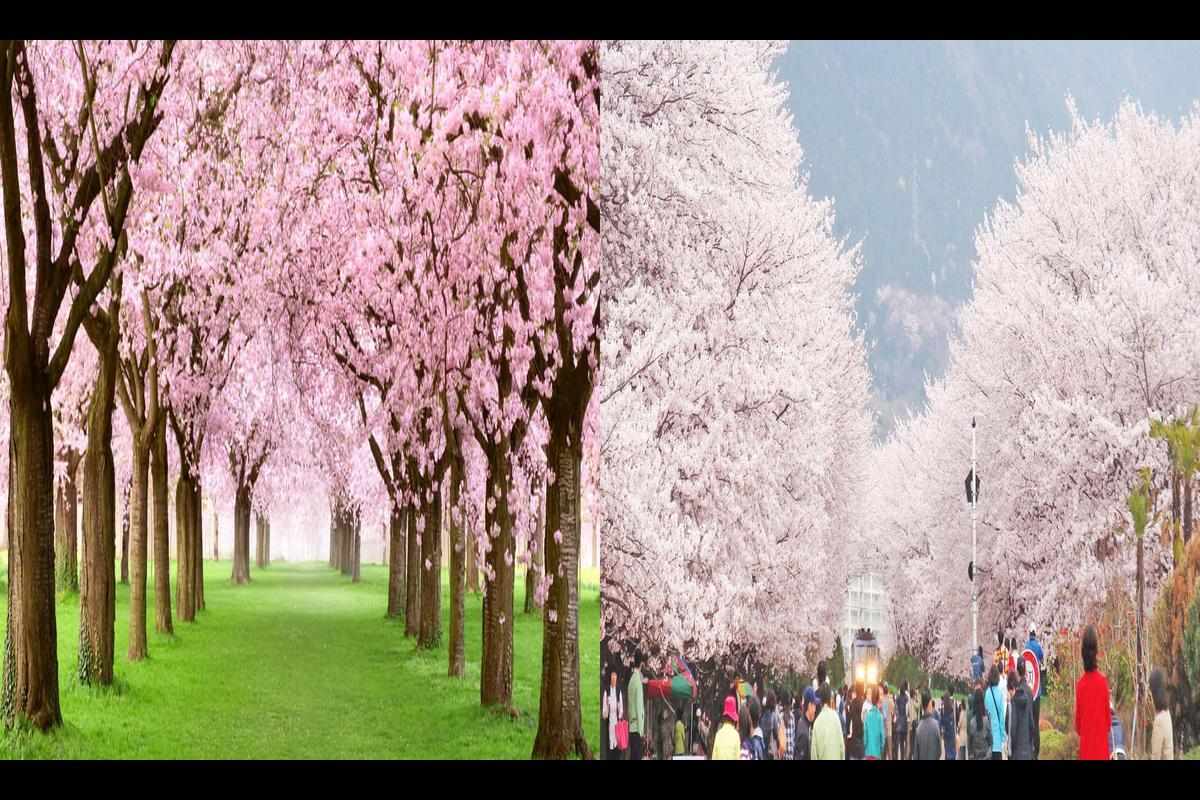 India's Shillong Cherry Blossom Festival